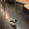 Video: Indecisive Pigeon Riding Subway Cannot Handle ALL THE POSSIBILITIES